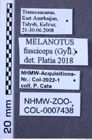 Etiketten zu Melanotus fusciceps (NHMW-ZOO-COL-0007438)